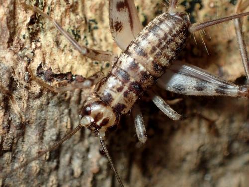 Gryllomorpha dalmatina dalmatina